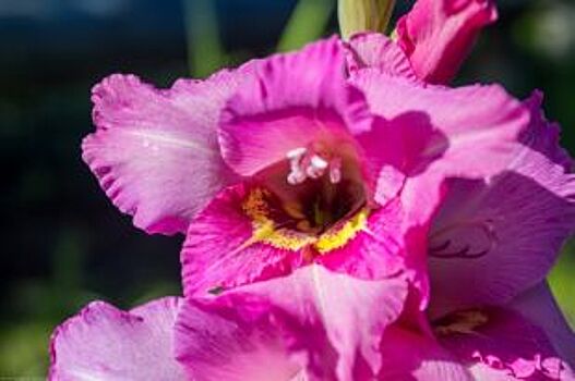 В ботаническом саду ПГНИУ вывели четыре новых сорта гладиолусов