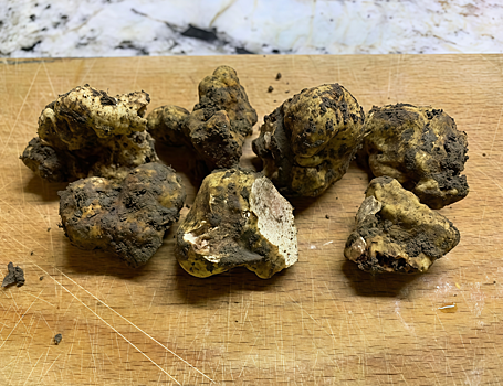 Ученые впервые обнаружили редкий вид белого трюфеля на территории России