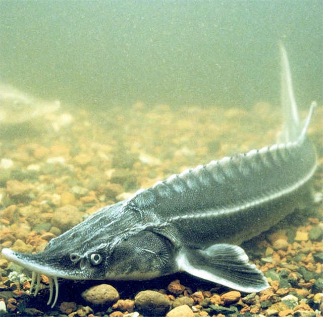 Морской музей Литвы, Клайпеда, Литва, Европа