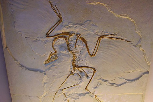 Доисторические следы переписали прошлое: птицы оказались на миллионы лет старше