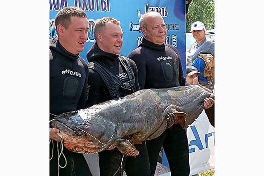 Гигантскую рыбу размером с человека поймали в России
