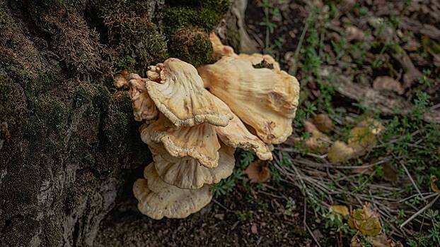 Какие грибы можно найти в лесах Подмосковья весной 2023 года