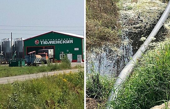 Прокуратура проверит тюменский свинокомплекс, загрязняющий природу