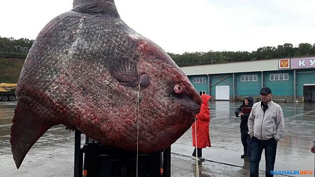 Гигантскую рыбу-луну на Курилах скормили медведям