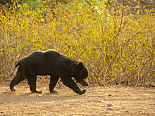 В Томской области газовикам мешают работать медвежата