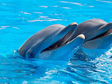 Росрыболовство вводит новые ограничения для спасения дельфинов