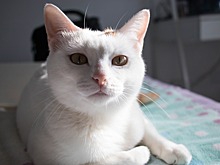 Предупреждает о скорых событиях: Почему коты мешают хозяевам спать