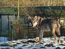 Серый волк совершил побег в японском зоопарке