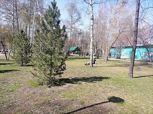 Новосибирцам рассказали, какими химикатами опрыскивают деревья и траву в городе
