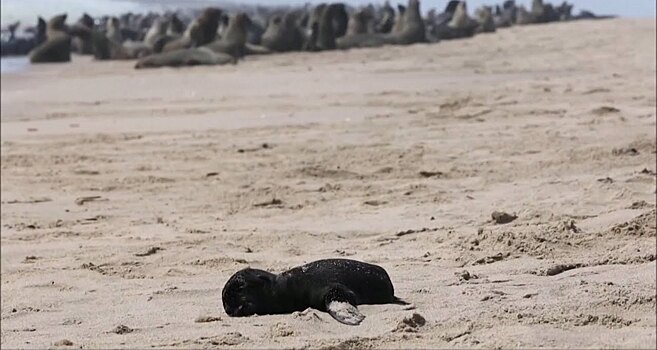 На берегу Атлантического океана найдено 7000 мертвых тюленей