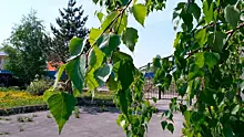 Биолог Яновский: пыльца в Новосибирске появилась из-за аномальной погоды