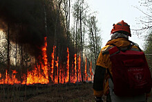Глава МЧС попросил Путина изменить закон о тушении лесных пожаров