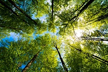 Минск: Как воспитывается забота о лесных богатствах страны