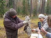 Во Владимирской области спасенную туристами сову выпустили на волю