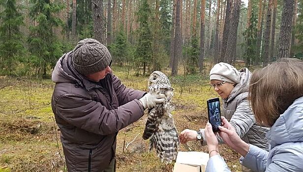 Во Владимирской области спасенную туристами сову выпустили на волю