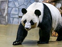 Маму панды Катюши поздравили с Днем матери