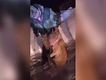 Погибшая от укусов волка жительница Курганской области защищала собаку от хищника