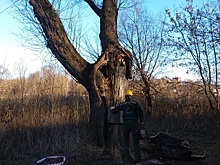 Специалисты убрали аварийные деревья в поселении Рязановское