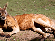 Кенгуру решил провести вечер в баре