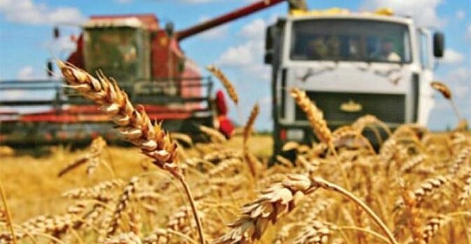 В Туве достигли урожайности зерновых 40 ц/га