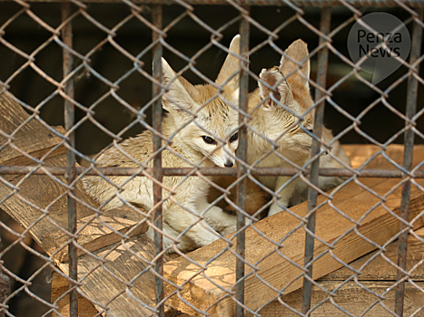 Животные в зоопарке Пензы пережили стресс