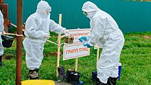 В Челябинске в связи с угрозой птичьего гриппа собрался оперативный штаб