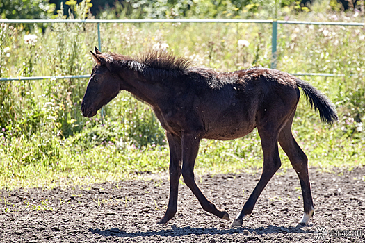 Смерть настигла трех человек в смятой машине после ДТП с лошадьми в Оренбуржье