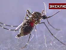 Врач не исключил появление в России китайского вируса чикунгунья