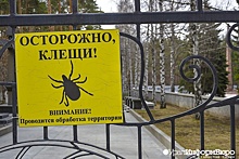 В Свердловской области в два раза снизилось число пострадавших от клещей