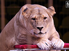 «Доктор цирк». Особенным рязанцам подарили билеты на представление «Империя львиц»