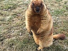 Степные сурки вышли из спячки в Московском зоопарке