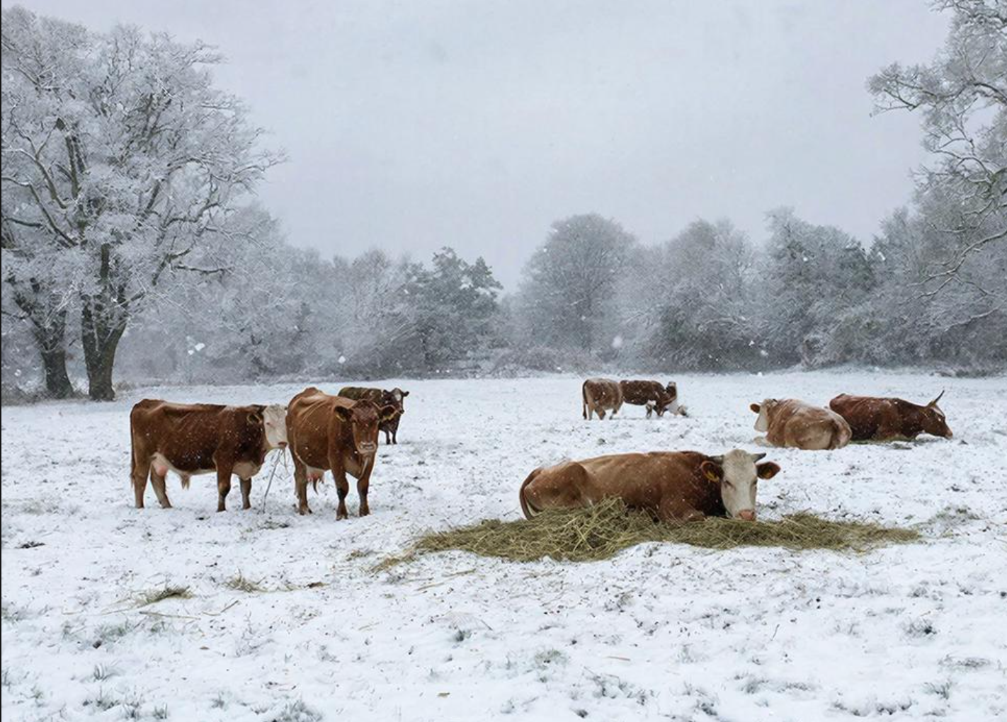 В Новосибирск после изъятия и забоя скота приедет рабочая группа из Москвы