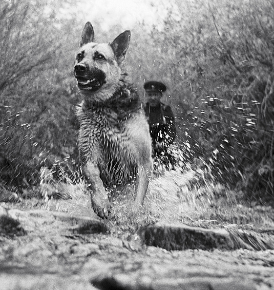 Пограничник с собакой преследуют нарушителя, 1966.