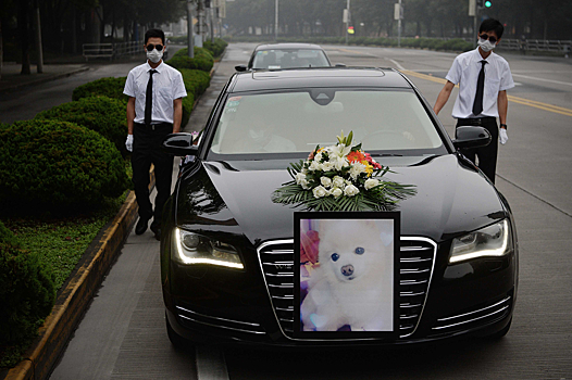 Китаец устроил пышные похороны для любимой собаки