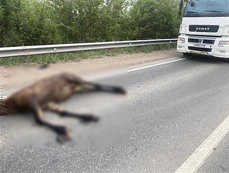 Под Кинелем водитель КамАЗа насмерть сбил лося