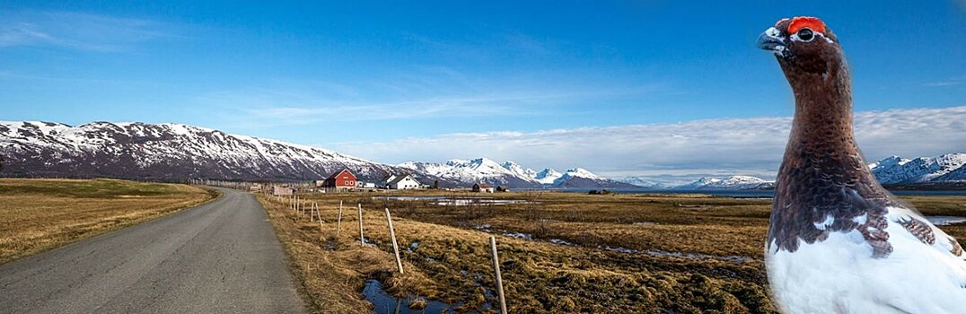 Водопады и песня куропатки. Приключения карельских рыбаков в Норвегии. Часть 4