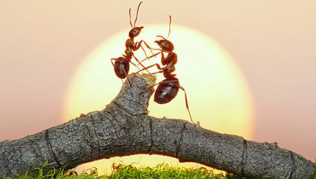 Колония муравьев-каннибалов сбежала из ядерного бункера