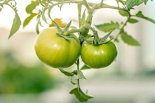 Эксперт оценила опасность зеленых помидоров для здоровья
