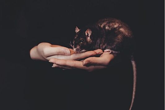 Крыса – это новая кошка: почему грызуны (!) сегодня в тренде