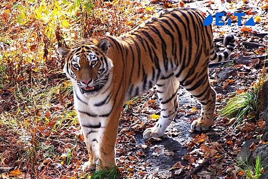 Тигры кошмарят сёла центрального Приморья