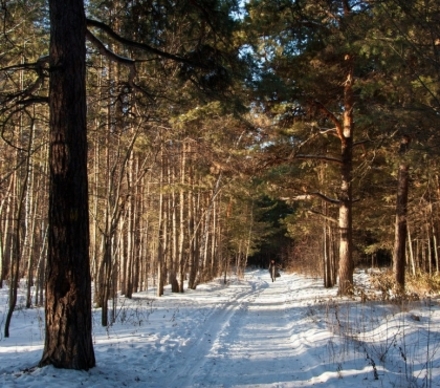 Файл:JuniperDouble.JPG - Википедия