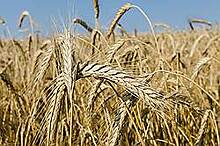 Оренбуржье обеспечит половину российского урожая твердых сортов пшеницы в 2017 году