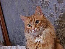В Хорошёво-Мнёвниках ищут рыжего кота, убежавшего на улице Демьяна Бедного
