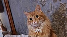 В Хорошёво-Мнёвниках ищут рыжего кота, убежавшего на улице Демьяна Бедного