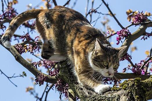 В Черемхово спасли кота, просидевшего на дереве более 3 суток: видео