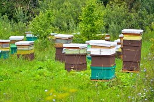 В пожаре на пасеке пчеловоды винят военных в Ростовской области