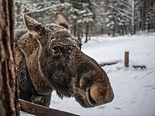Пять идей для поездки в нацпарк зимой