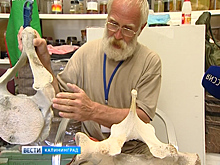 В Музее Мирового океана начали собирать скелет серого кита из Чукотки