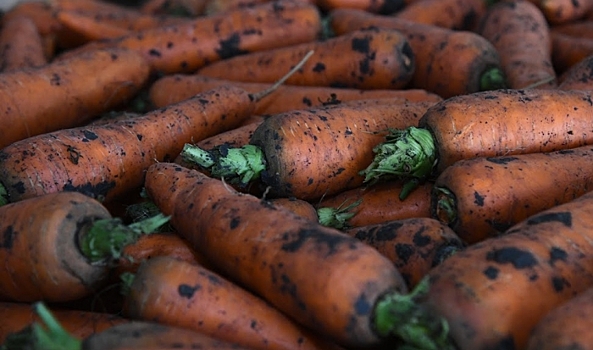 Из Волгоградской области в Казахстан направили 600 тонн моркови и свеклы