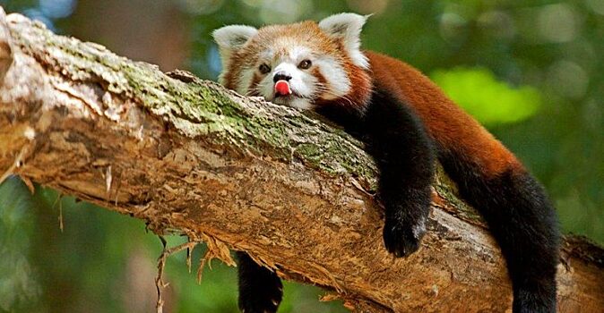 Топ-10 милых животных